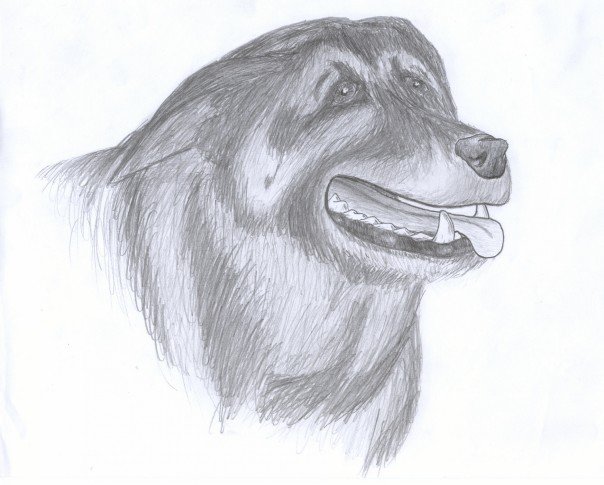Van Dyke - A simple piece I drew in memorium. Van Dyke was a great dog.